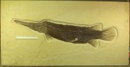 Lepisosteus simplex gar fish from Green River Formation