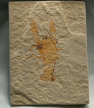 Procambarus primaevus fossil crayfish
