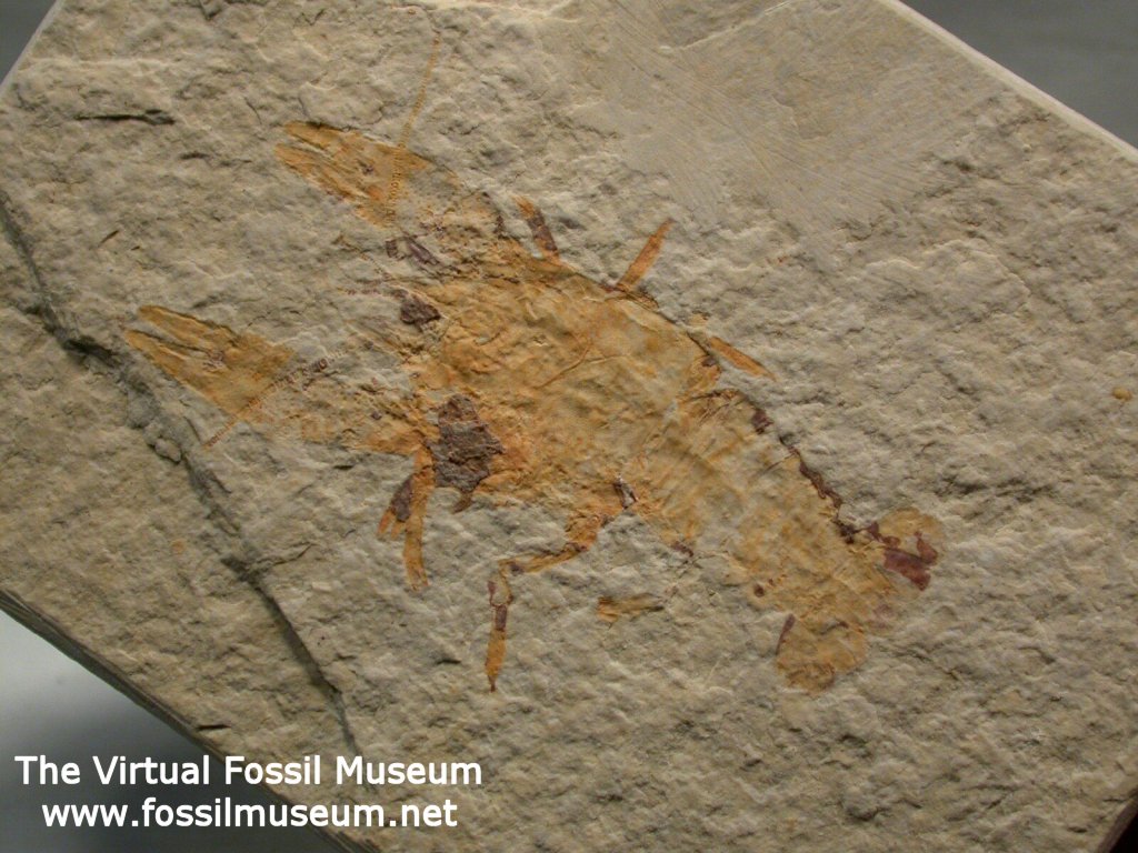 Fossil Crayfish