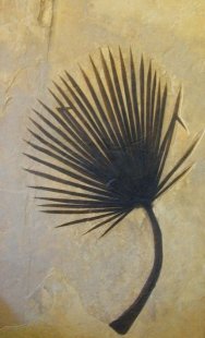 Palm Frond Fossil