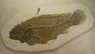 Amia fossil fish