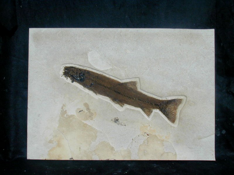 Notogoneus osculus fossil fish