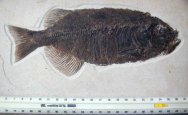Phareodous fossil fish