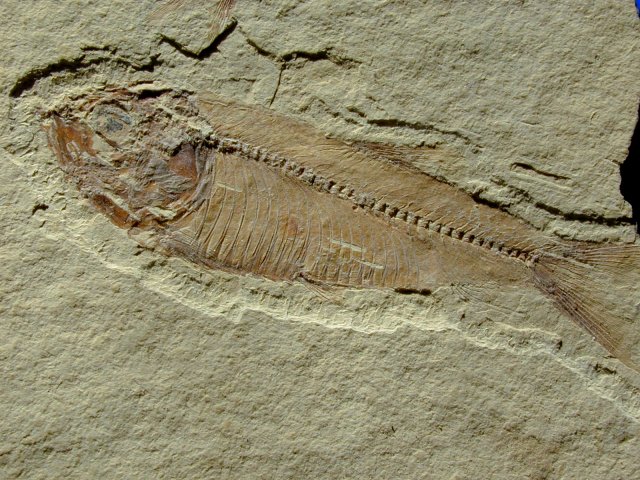fossils of fish. Gosiutichthys Fish Fossils