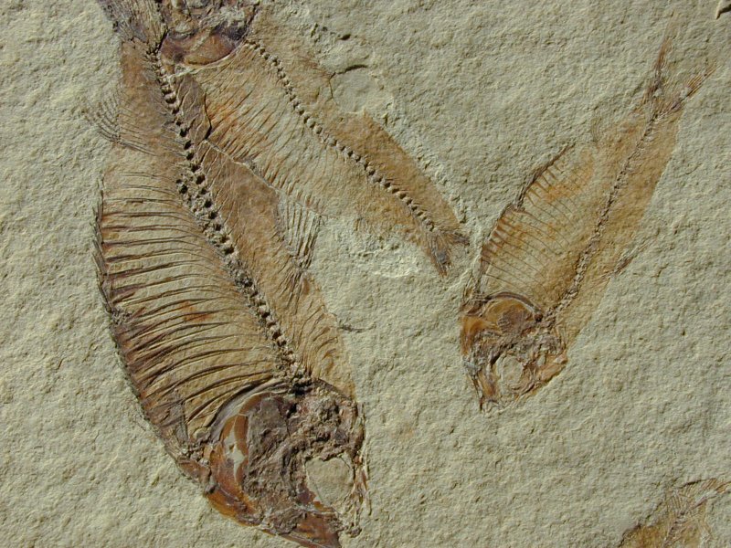 Fossil Fish Death Assemblage