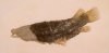 Lepisosteus cuneatus gar fish fossil