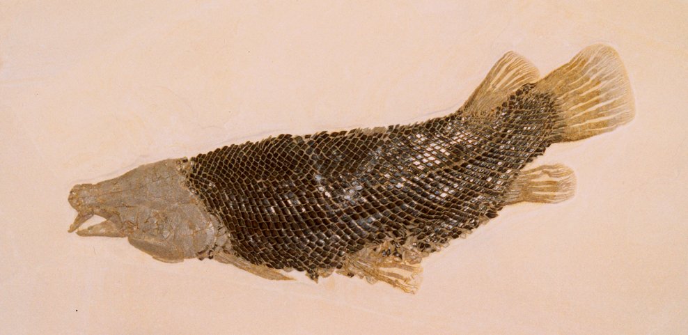 Lepisosteus cuneatus gar fossil fish from Green River