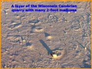 Jelly fish fossils from Cambrian Wisconsin