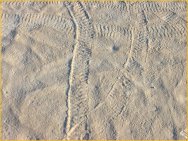 Climactichnites trace fossils