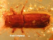 An 8 mm long beetle in amber
