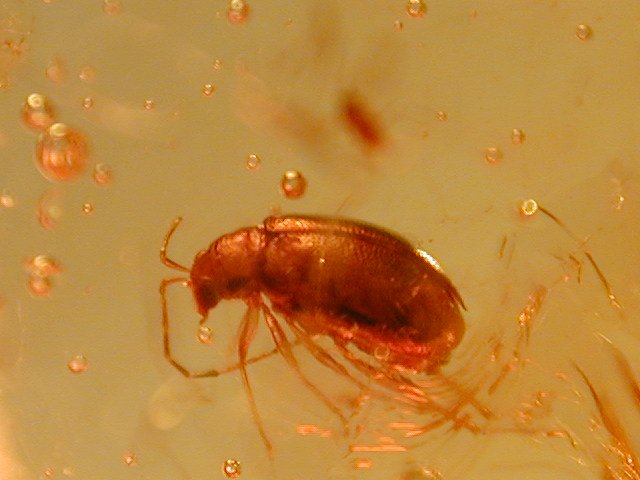A beetle (Coleopteran) fossil in amber