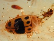 Colorful lady bug beetle in amber