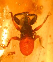 Ambush bug in fossil amber - Order Hemiptera