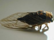 Cicada insect, Order: Homoptera