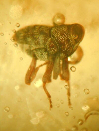 Spittle bug in amber