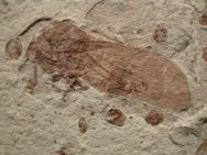 Large Fossil Picture of Liaoning Cretaceous Cicada