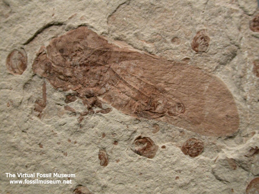Cicada Fossil 1024