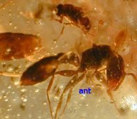 Ants in Amber