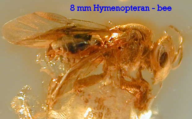 Bee in Amber