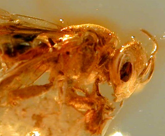 Bee in Amber