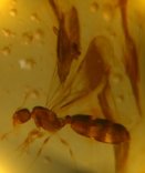 Flying Ant in Amber