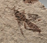 Cretaceous Wasp Fossil