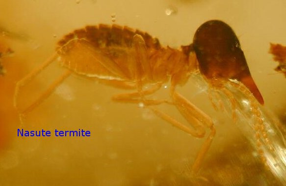 termite isoptera fossils