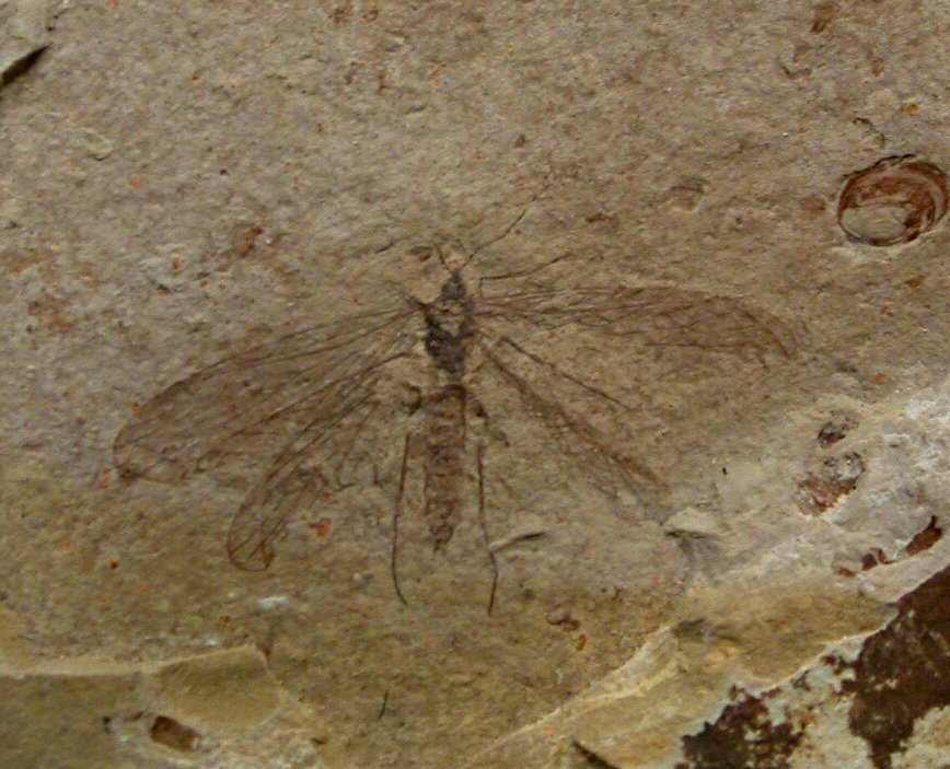 Trichoptera insect fossil
