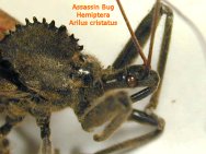 Assassin bug, Order Hemiptera