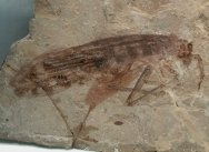 Cretaceous Orthopteran from Cretaceous Liaoning China