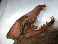 Pleistocene Coyote Fossil Skull