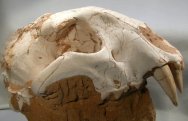 Sabertooth tiger fossil skull