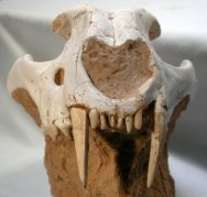 Miocene Metailurus Saber Toothed Cat