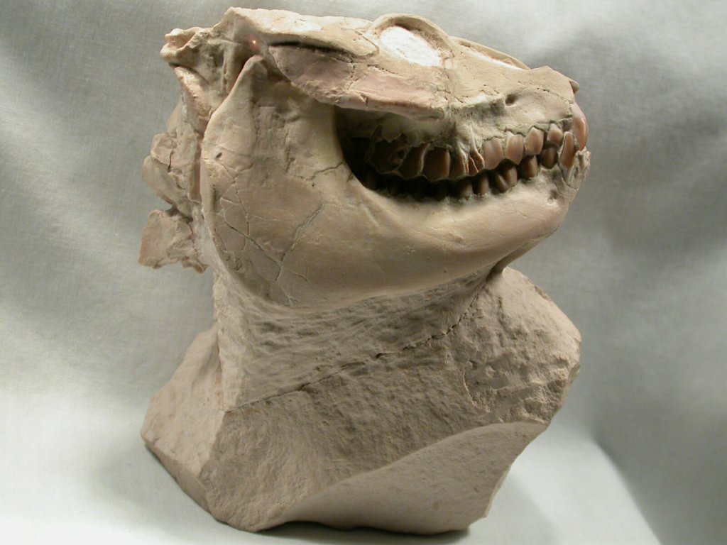 Oreodont