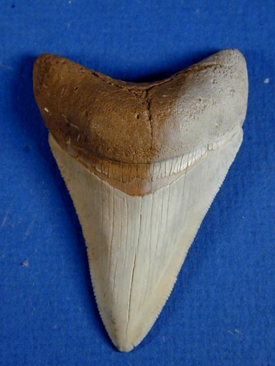 Charcharodon megalodon shark's tooth