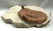 Asaphus punctatus Russian Trilobite 