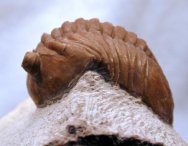 Asaphus lepidurus Russian Trilobite