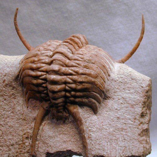 Cheirurus ingricus Russian Trilobite