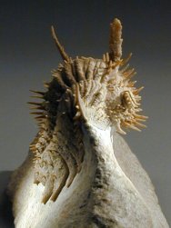 Russian trilobite Hoplolichas plautini sporting well over 100 sharp spines