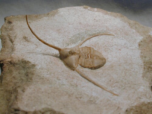 Lonchodomas volborthi Russian trilobite