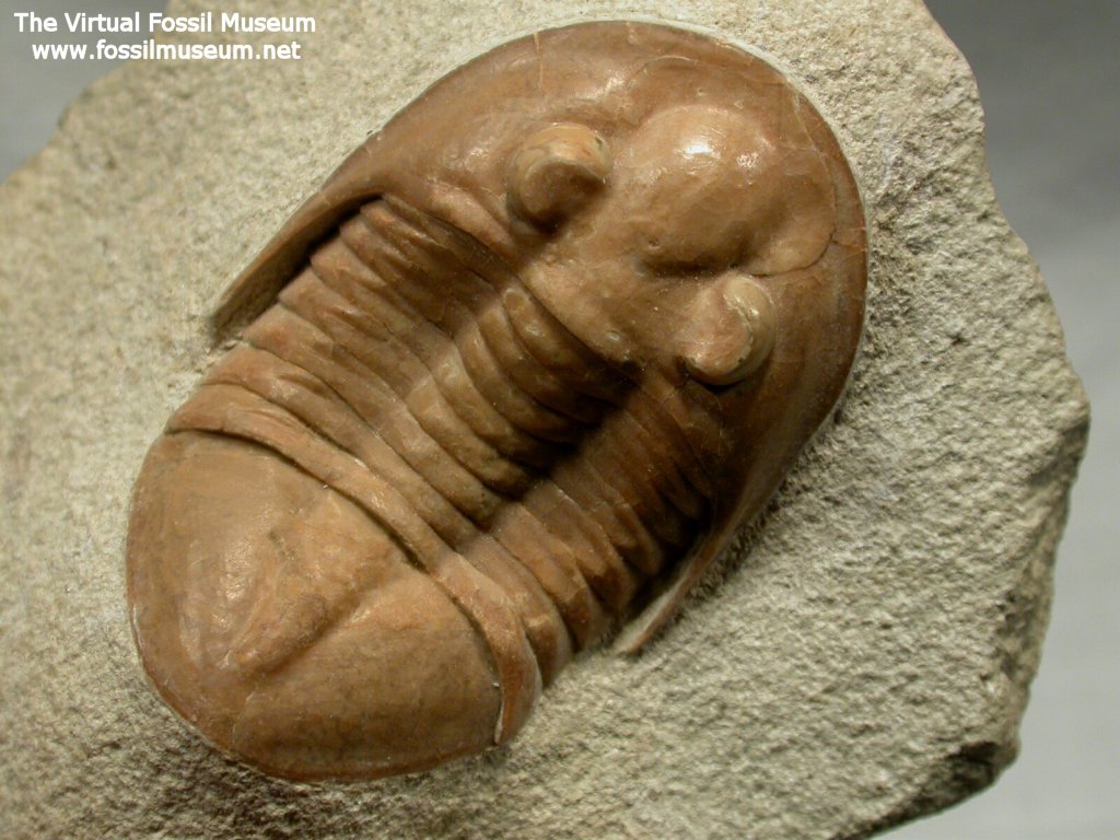 Pseudasaphus tecticaudatus Russian Trilobite 