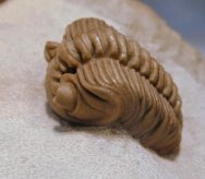 Pterygometopus sclerops