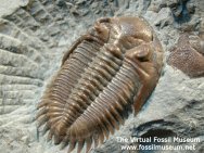 Greenops Trilobite