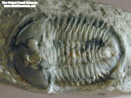 Housia Canadian Trilobite