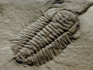 Triarthrus eatoni Trilobite