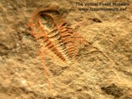 Fallotaspis oldest trilobites