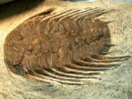 Selenopeltis buchii