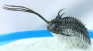 Walliserops trifurcatus Phacopid Trilobite