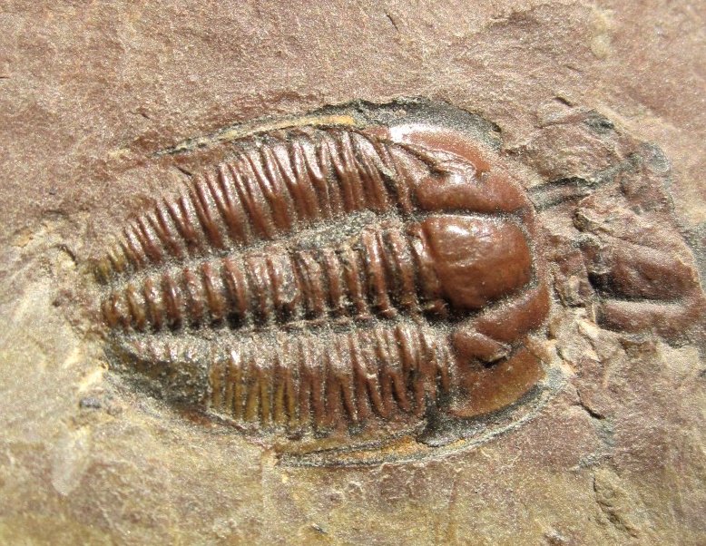 Amecephalus Trilobite