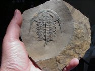 Esmeraldina Trilobite